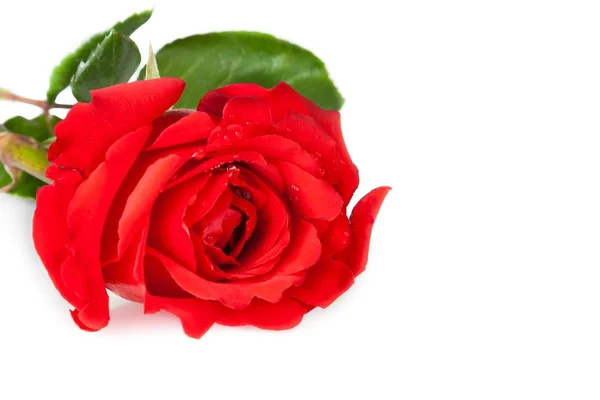Rosa Roja Con Hojas Gotas Sobre Fondo Blanco Con Espacio — Foto de Stock
