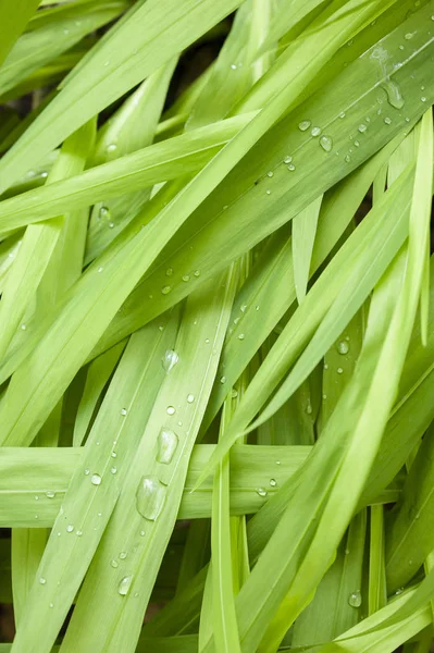 Primer Plano Hojas Hierba Verde Con Gotas Agua —  Fotos de Stock