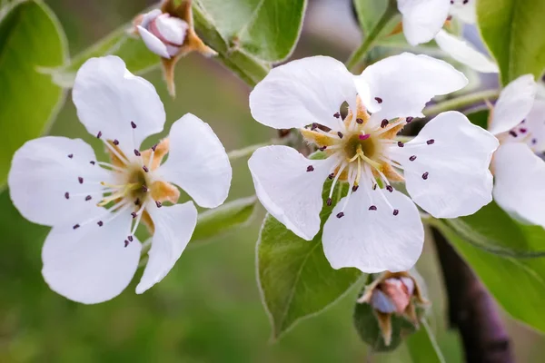 Poirier Fleurit Fleurs Blanches Contre Jardin Vert — Photo