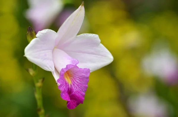 Красивая Фиолетовая Орхидея Фаленопсис Букет Орхидей Цветов — стоковое фото