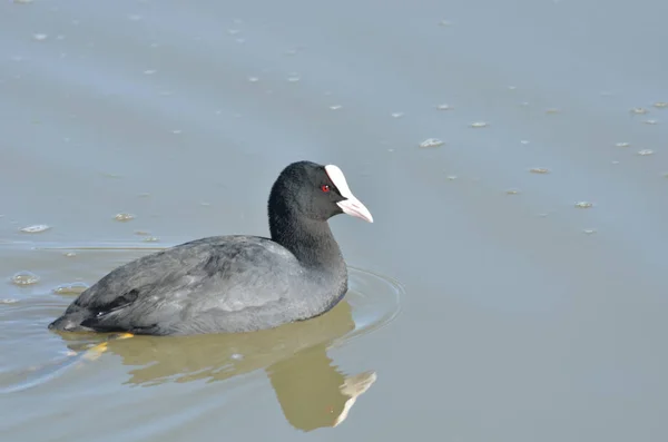 Gündüz Tek Coot Yüzme — Stok fotoğraf