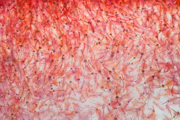 Artemia Plankton Brine Shrimp — Stock Photo, Image
