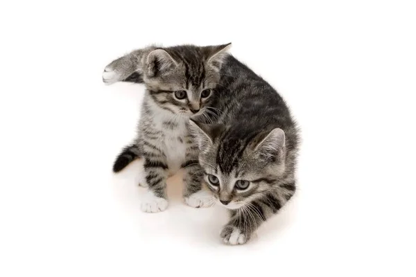 Lindo Gato Niño Sentado Sobre Fondo Blanco — Foto de Stock