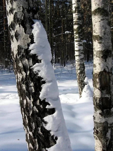 Abedules Nieve Bosque Invierno — Foto de Stock