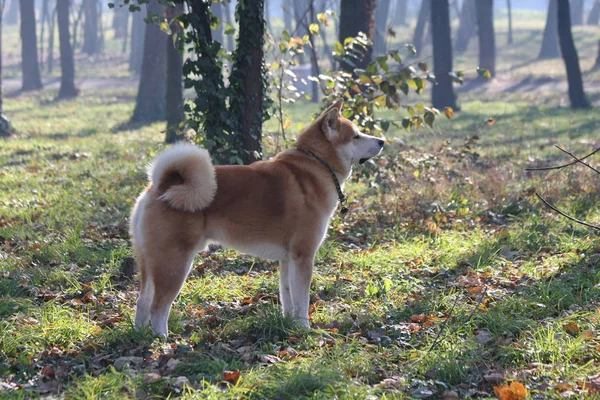 Belo Akita Inu Orgulhosamente Posando Floresta Parque Público — Fotografia de Stock