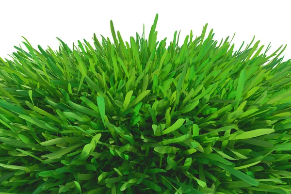 Kawałek Zielonej Trawy Białym Tle Renderowania — Zdjęcie stockowe