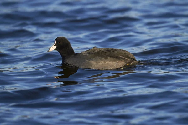 Orta Galler Bir Gölüzerinde Bir Coot Fulica Atra — Stok fotoğraf