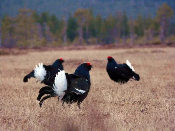 Чорний Птах Фоні — стокове фото