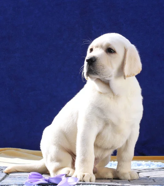 Pequeno Filhote Cachorro Labrador Amarelo Bonito Sentado Fundo Azul — Fotografia de Stock