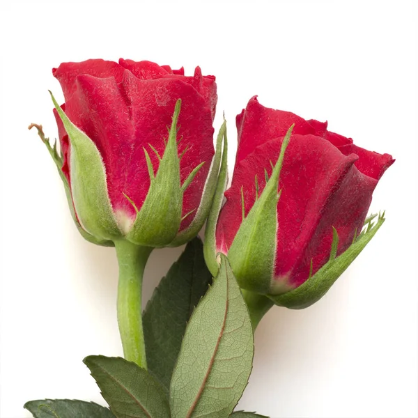 Dos Rosas Rojas Sobre Fondo Blanco — Foto de Stock