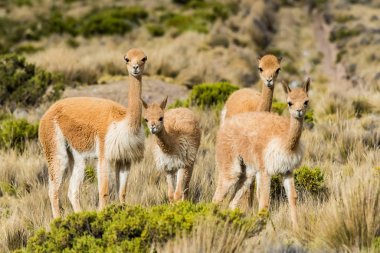 Vicunas in the peruvian Andes at Arequipa Peru clipart
