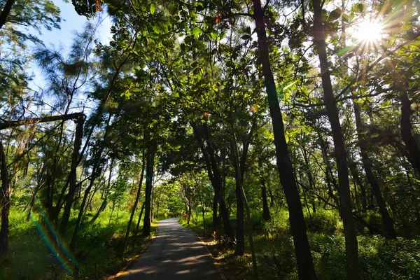 Лісовий Парк Тайтун Тайвань Азія — стокове фото