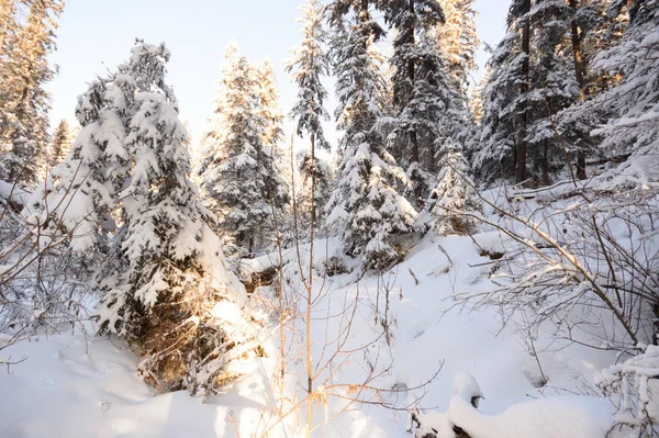 Drzewa Pokryte Śniegiem Zimowym Lesie Charakter Serii — Zdjęcie stockowe