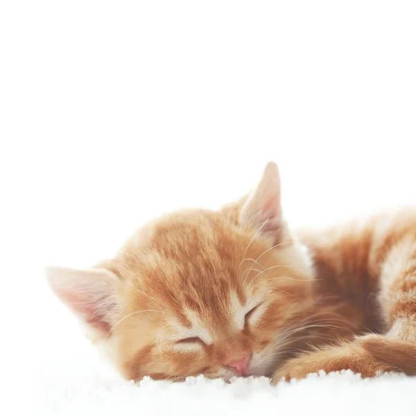かわいい赤い子猫は毛皮の白い毛布の上で眠る — ストック写真