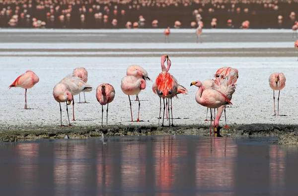 James Flamingos Phoenicoparrus Jamesi También Conocido Como Puna Flamingo Están — Foto de Stock