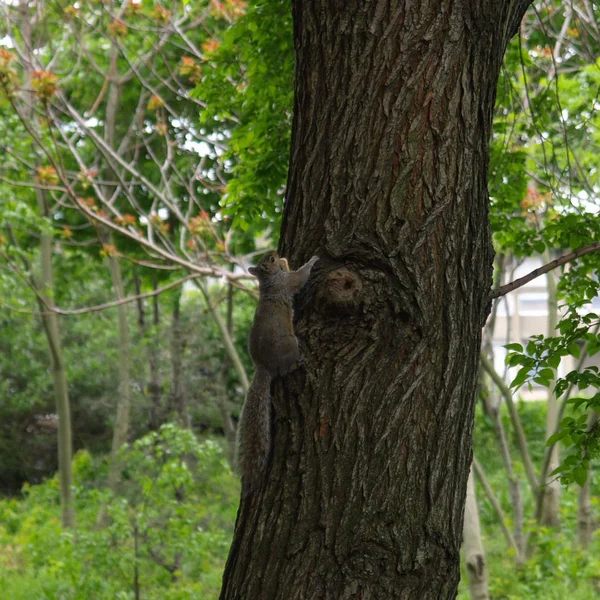 Білка Вдосконалення Тварини Зовнішній Стінці Сомітов Rodentia Sciuromorpha Sciuridae — стокове фото