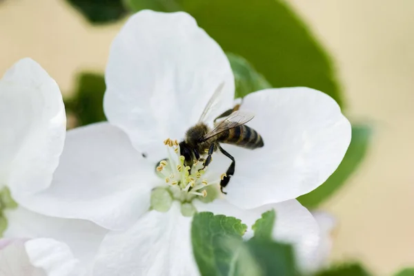 Бджола Збирає Пилок Весняній Квітці — стокове фото
