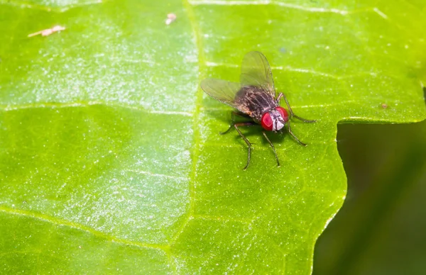 Gros Plan Mouche Domestique Sur Feuille Verte — Photo