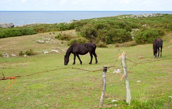 Manada Caballos Pastando España —  Fotos de Stock