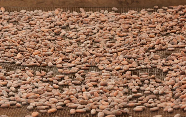 Suszenie Ziarna Kakaowego Sao Tome — Zdjęcie stockowe