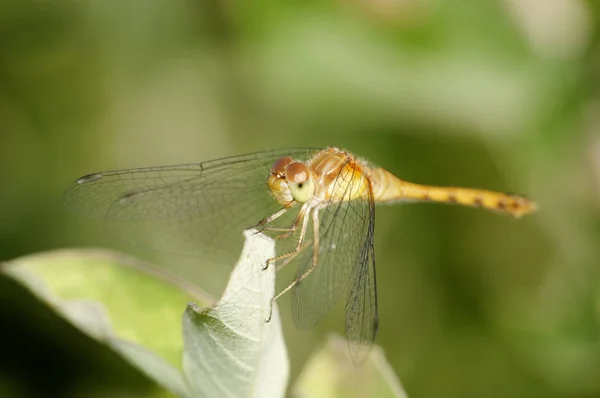 Meadowhawk Patas Amarillas Hembra Posado Sobre Una Rama Planta —  Fotos de Stock