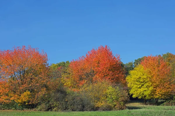秋天的一些树 蓝天无云的天空 — 图库照片