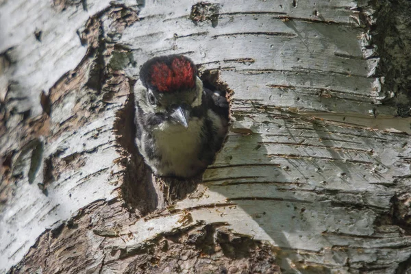 Photo was shot in a forest on Red\'s rock mountain in Halden, Norway and showing a great spotted woodpecker, Dendrocopos major chick that are waiting to fly out of the nest.