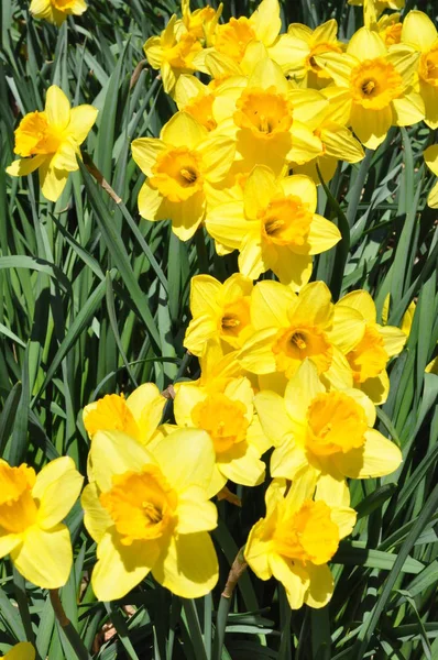 Daffodils Hubbard Park Meriden Connecticut — Fotografia de Stock