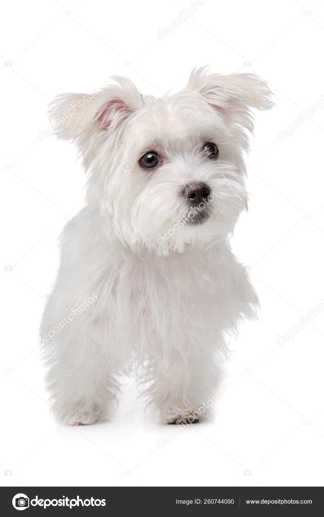 west highland white terrier maltese mix