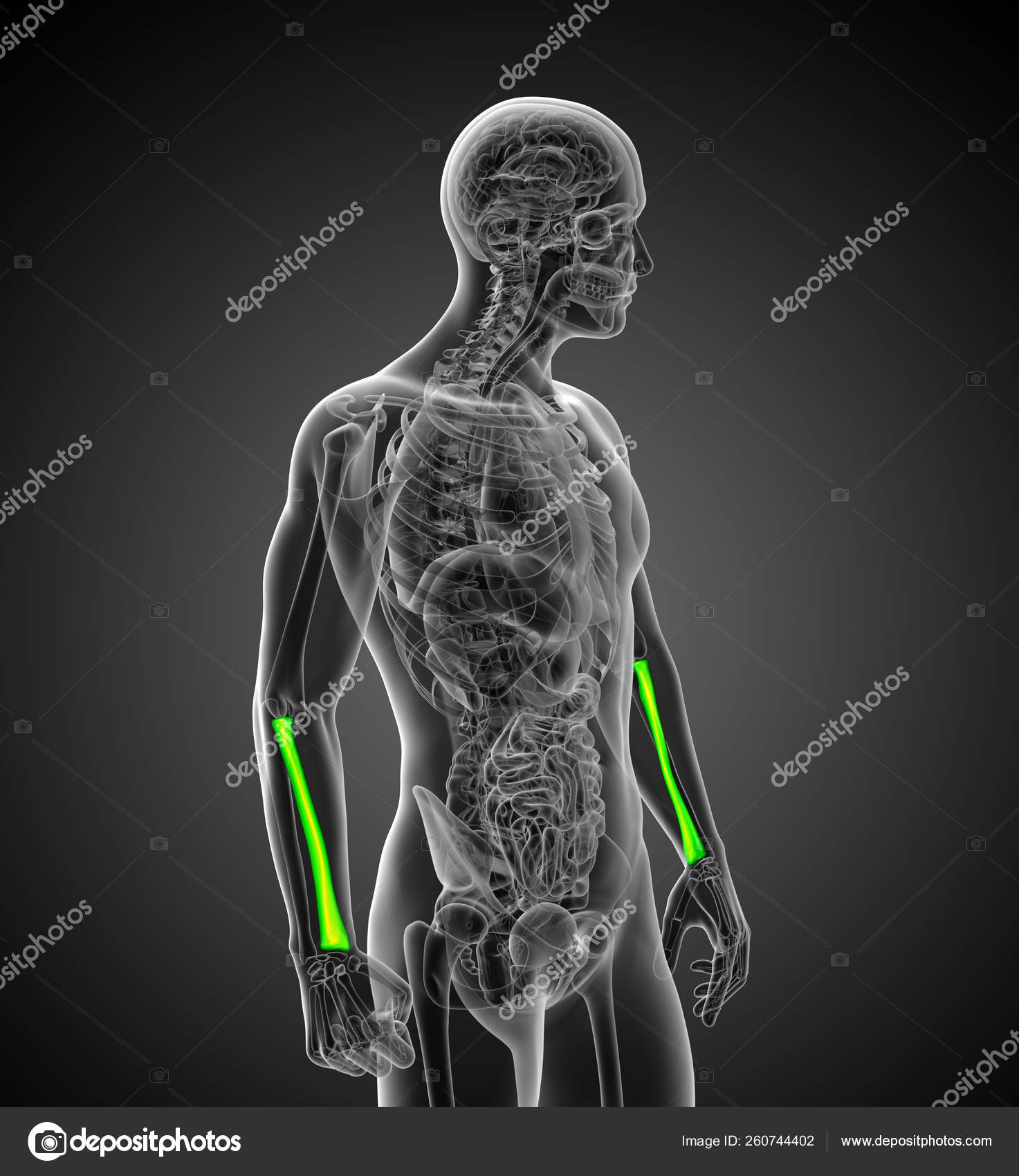 Render Medical Illustration Radius Bone Side View Stock Photo by