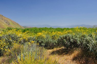 Springtime wildflowers are in bloom near the town of San Jacinto, California. clipart