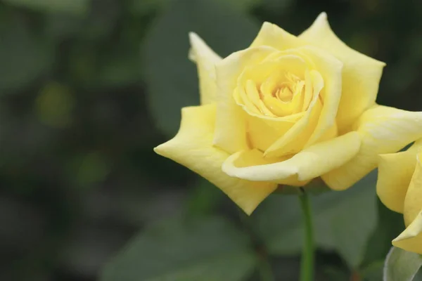 Primer Plano Hermosa Rosa Jardín — Foto de Stock