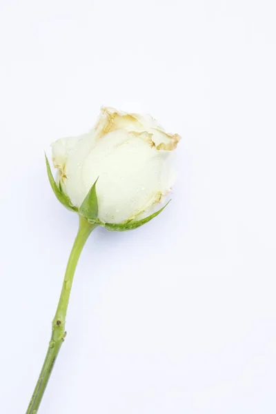 Gyönyörű Fehér Rózsa Elszigetelt Fehér Background — Stock Fotó