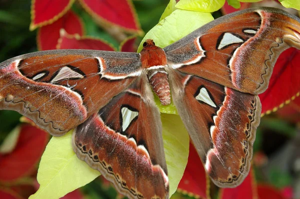 Brown Butterfly Beautiful Wings Pattern — Stock Photo, Image