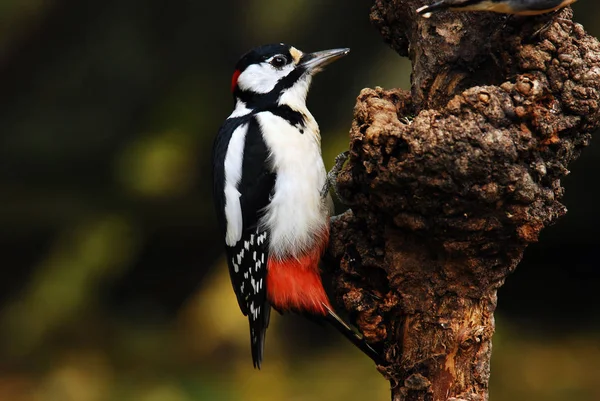 Some Kind Animal Selective Focus — Stock Photo, Image