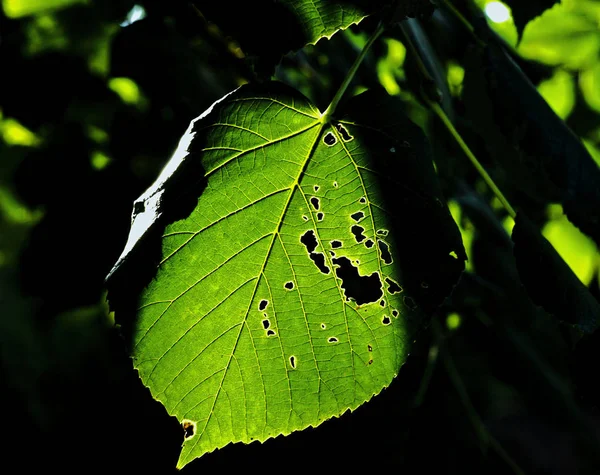 緑の新鮮な葉 夏に撮影した写真 — ストック写真