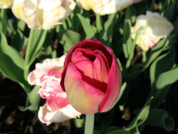 Une Seule Tulipe Rouge Sur Fond Tulipes Blanches — Photo