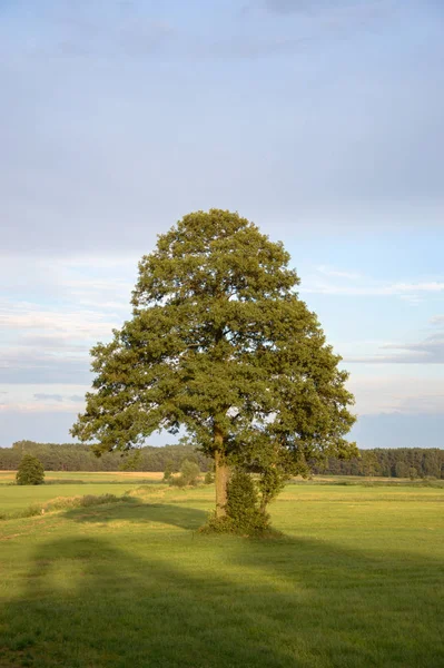 Gamla Stora Träd Färgbakgrund Med Blå Himmel Natur Serien — Stockfoto