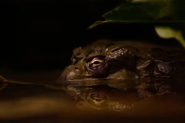 Toad Murky Water Sitting Silently Leaf Night — Stock Photo, Image