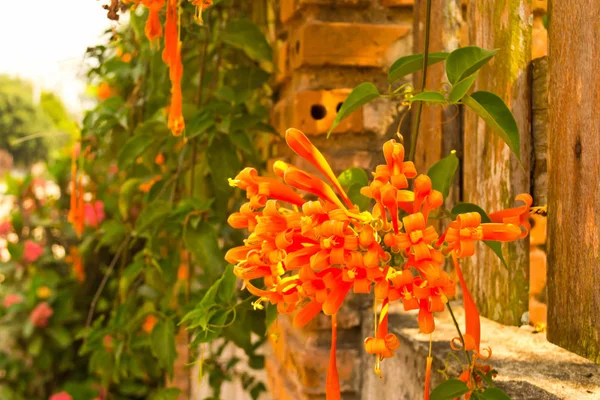 Orange Trumpet Flame Flower — Stock Photo, Image