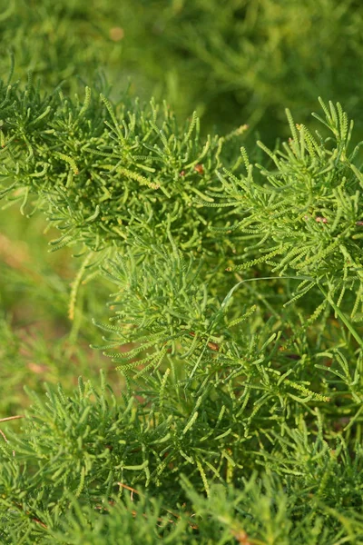 Primer Plano Planta Hoja Perenne Contexto — Foto de Stock