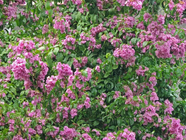 Fleurs Ipe Rose Mélangées Avec Des Feuilles Vertes — Photo