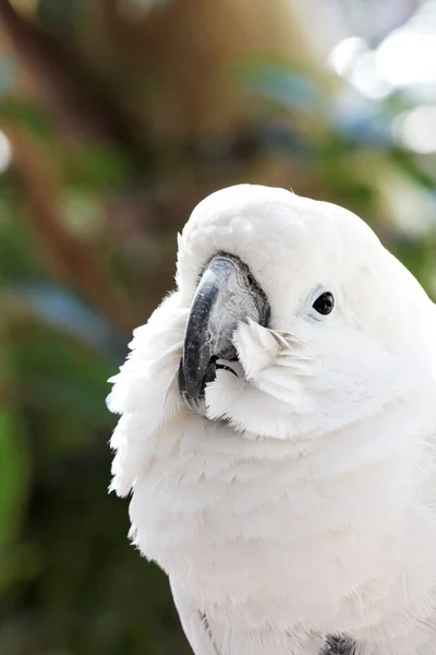 Papagaio Branco Ramo — Fotografia de Stock