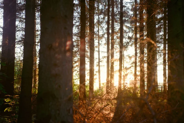 Magic Oranžové Světla Lese Při Západu Slunce — Stock fotografie