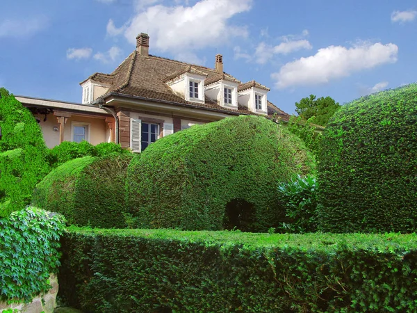 Pięknie Przycięte Bukowe Krzewy Pobliżu Domu Alzacja Francja — Zdjęcie stockowe