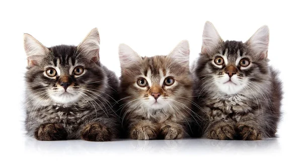 Tres Gatos Esponjosos Gatitos Rayas Raza Pura Gatitos Sobre Fondo — Foto de Stock