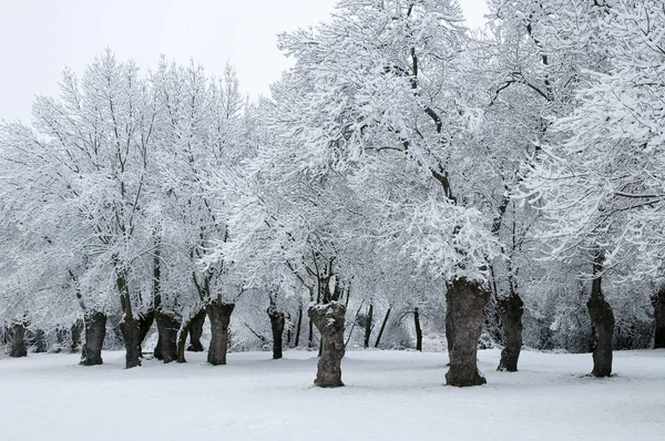 Vinterlandskap Snöig Skog — Stockfoto