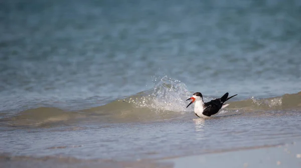 Κοπάδι Των Black Skimmer Γλαρόνια Rynchops Niger Στην Παραλία Στο — Φωτογραφία Αρχείου