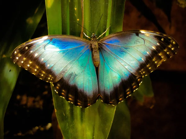 Borboleta Morpho Azul Vívida Folha Tropical — Fotografia de Stock