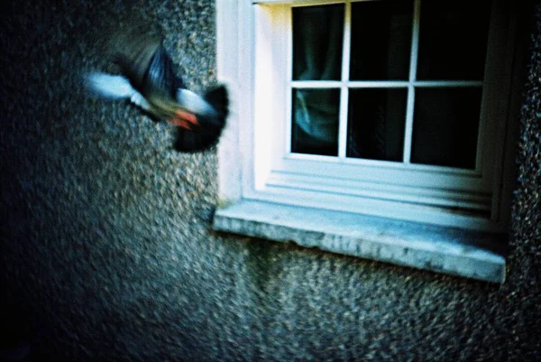 Pigeon Caught Motion While Flying Away Window Ledge Aberdeen — Stock Photo, Image